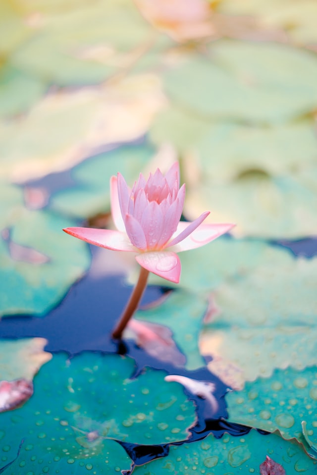 saffu-Ct1Mx5OTn9A-unsplash